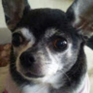 Meet your Posher, Evangelina